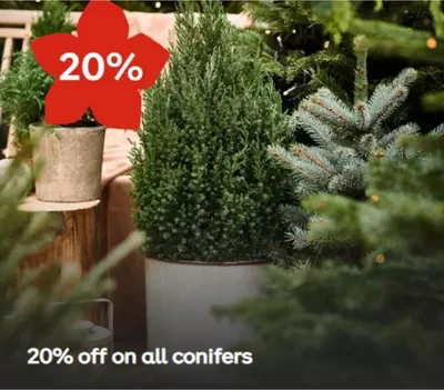 Plantagen-katalog i Stockholm | 20% off on all conifers  | 2024-10-22 - 2024-11-03