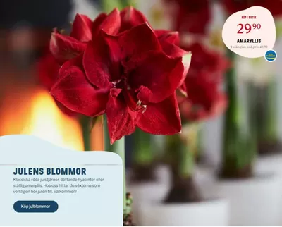 Blomsterlandet-katalog i Västerås | Vi har allt för att skapa adventsmys hemma! | 2024-12-03 - 2024-12-14