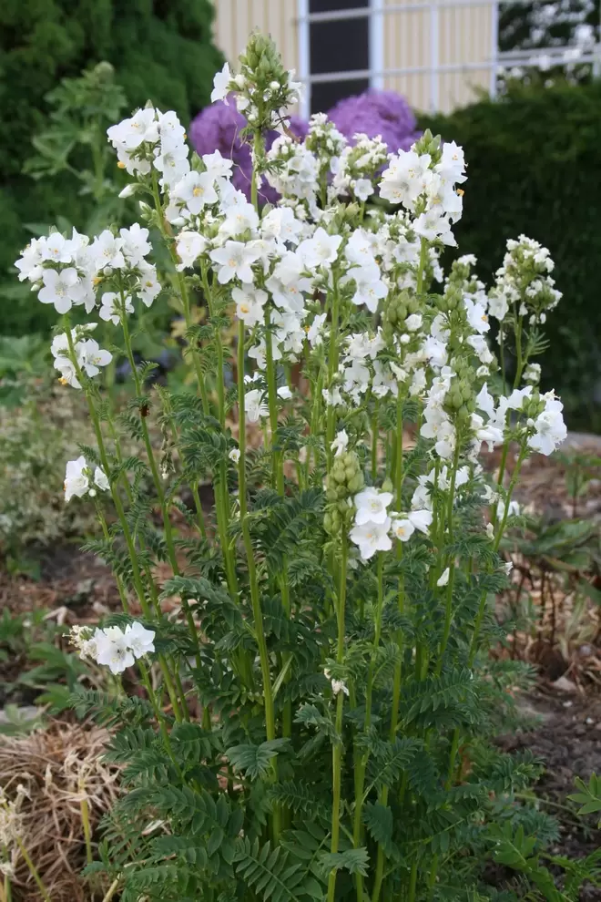 Blågull 'Alba' för 41,93 kr på Blomsterlandet