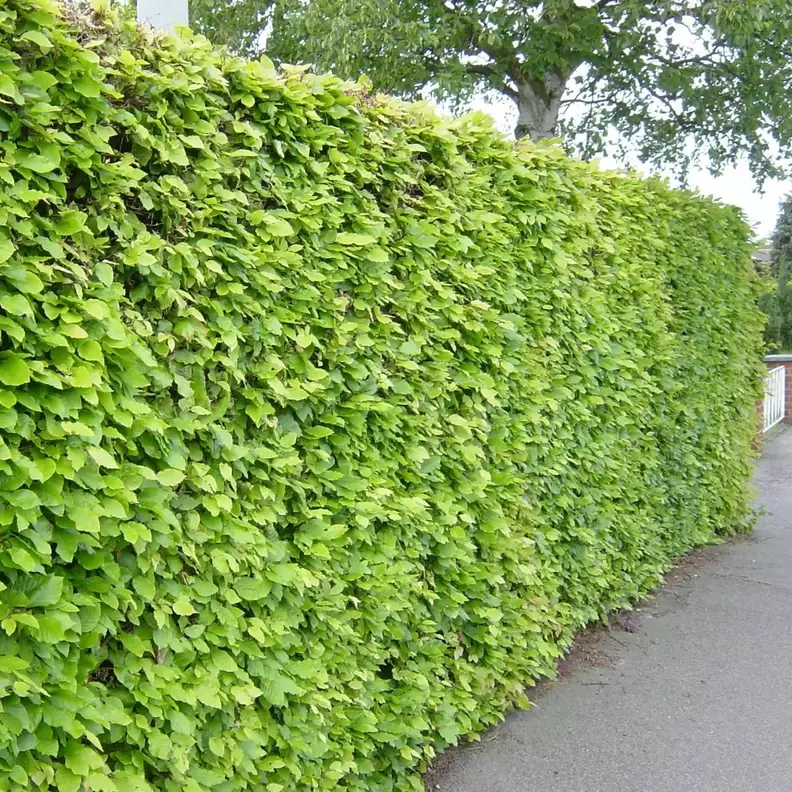 Bok 10-pack för 559,2 kr på Blomsterlandet