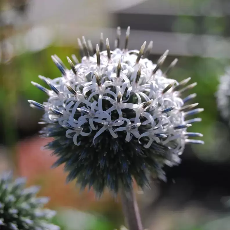 Bolltistel 'Arctic Glow' för 69,3 kr på Blomsterlandet