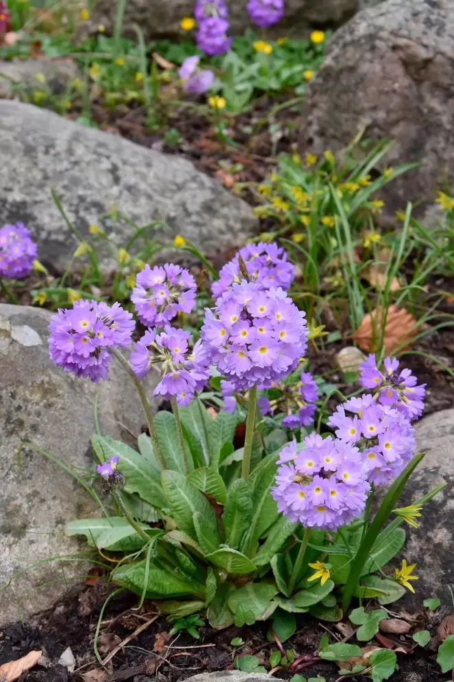 Bollviva 'Prom Lilac' för 34,93 kr på Blomsterlandet