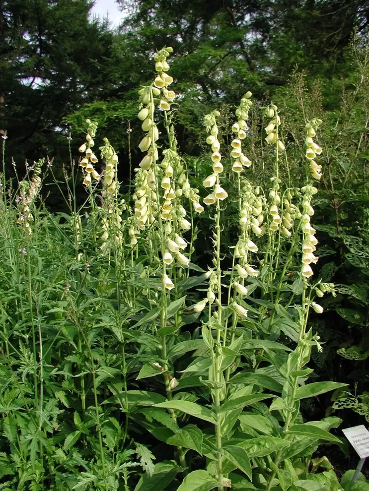 Brun fingerborgsblomma 'Gigantea' för 55,93 kr på Blomsterlandet