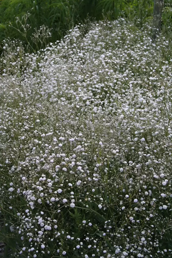 Brudslöja 'Bristol Fairy' för 90,3 kr på Blomsterlandet