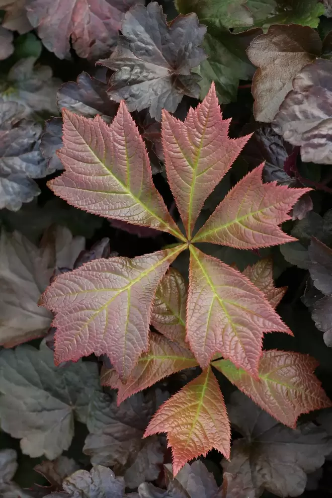 Bronsrodgersia 'Braunlaub' för 139,3 kr på Blomsterlandet