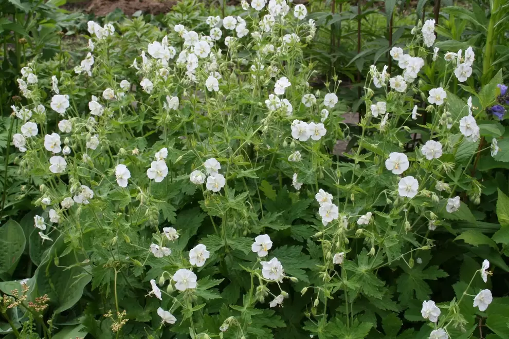 Brunnäva 'Album' för 55,93 kr på Blomsterlandet