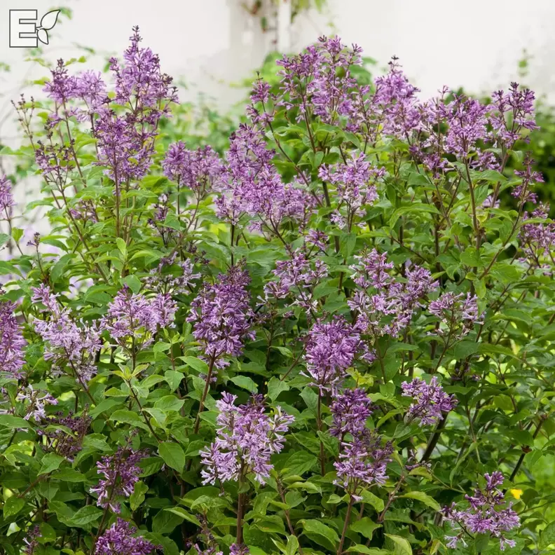 Ungersk syren 'Oden' för 119 kr på Blomsterlandet