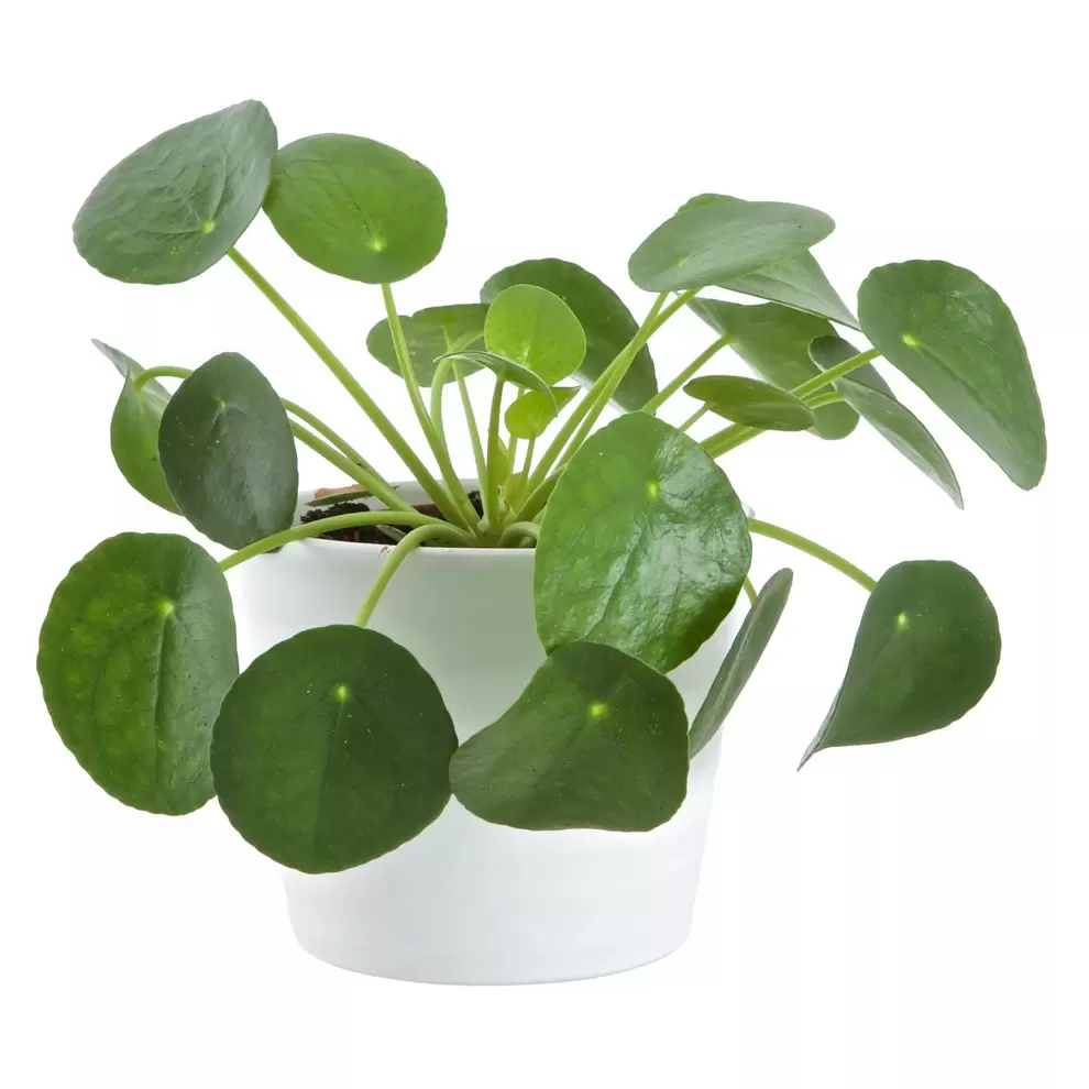 Parasollpilea för 49,5 kr på Blomsterlandet