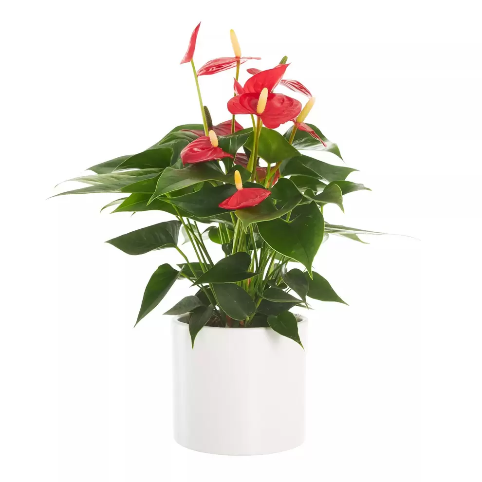 Rosenkalla RED CHAMPION för 89,5 kr på Blomsterlandet