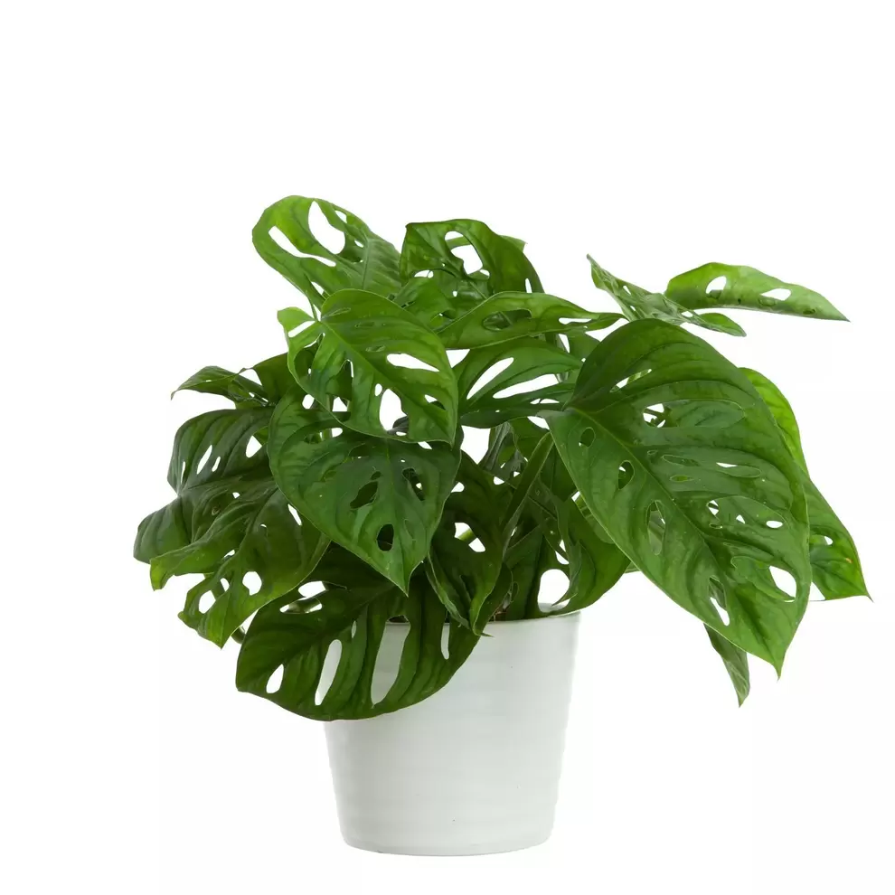 Liten monstera MONKEY LEAF för 89,5 kr på Blomsterlandet