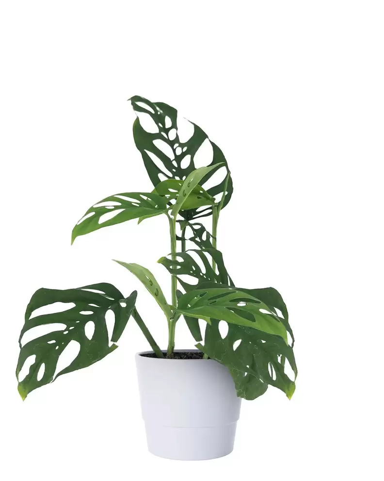 Monstera 'Peru' för 189,5 kr på Blomsterlandet