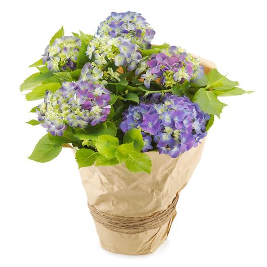 Blå hortensia för 399 kr på Euroflorist