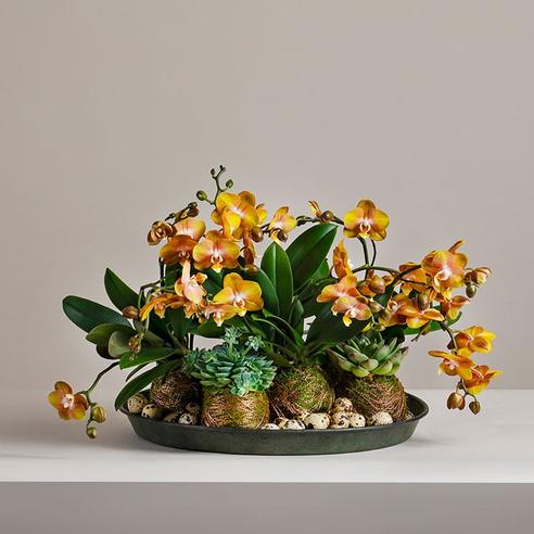 Orkidé deluxe för 2999 kr på Interflora