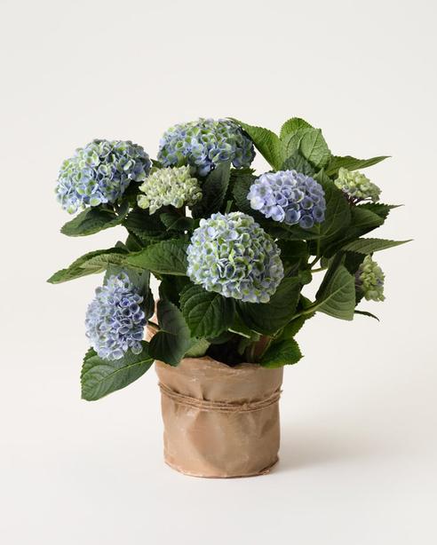 Blå hortensia i vaxat papper för 329 kr på Interflora