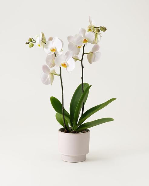 Vit orkidé i kruka för 599 kr på Interflora