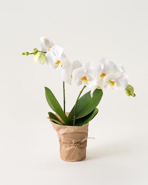 Vit orkidé för 449 kr på Interflora