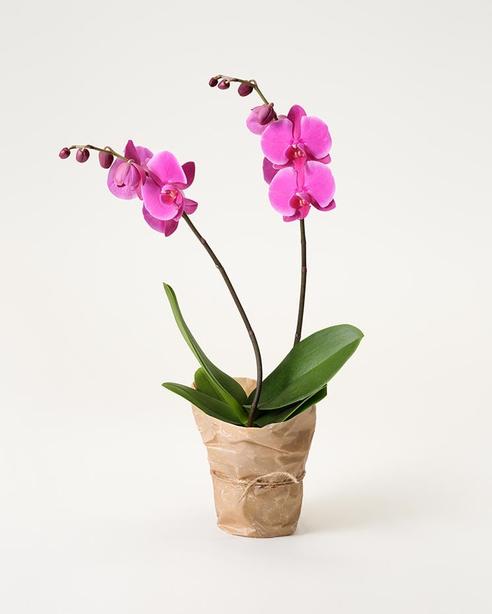 Rosa orkidé för 449 kr på Interflora