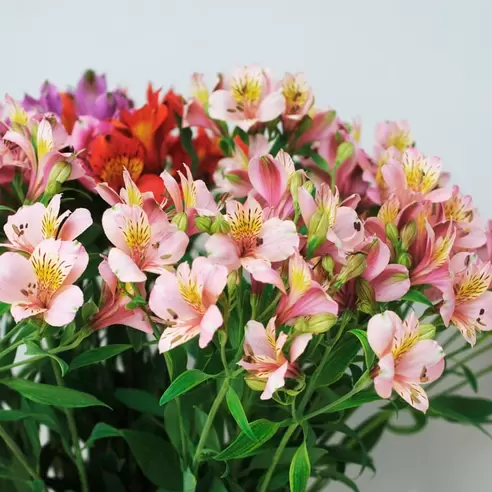 Alstroemeria, blandade färger för 45 kr på Interflora