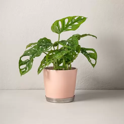 Monstera Monkey Mask för 299 kr på Interflora